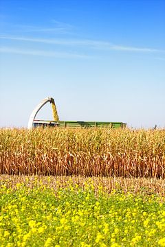 Harvesting maize