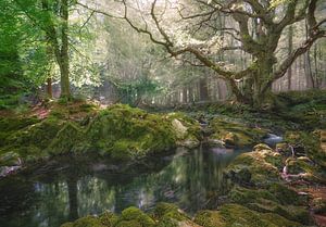 Magischer Tollymore Wald