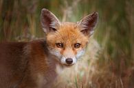Porträt eines jungen Fuchses in niederländischer Natur in heller Umgebung von Maarten Oerlemans Miniaturansicht