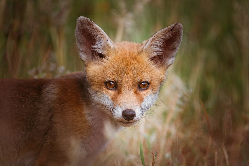Portret van een jonge vos in de Nederlandse natuur in een lichte setting van Maarten Oerlemans