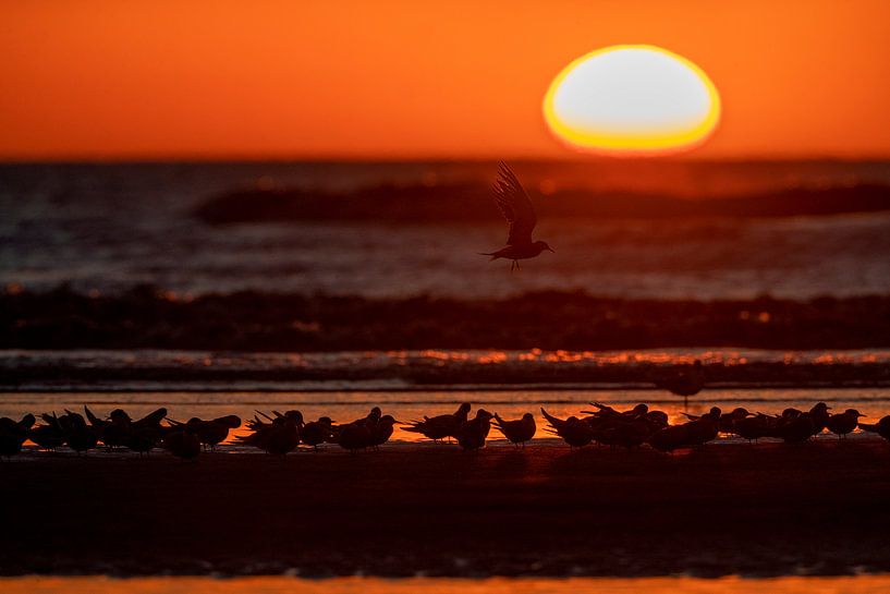 Flock of migrant Common Terns (Sterna hirundo) on the beach by Beschermingswerk voor aan uw muur