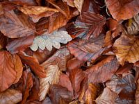 Herbstlaub