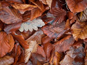 Herfstbladeren van Horst Husheer