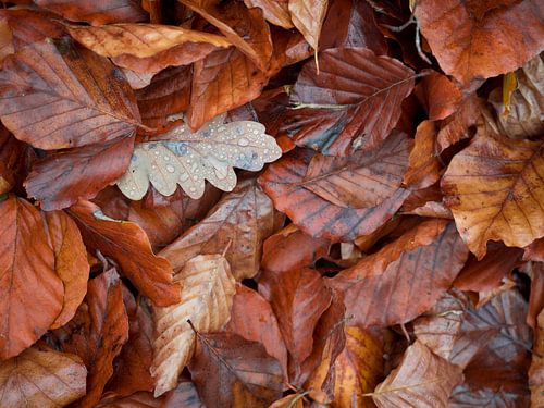 Herbstlaub