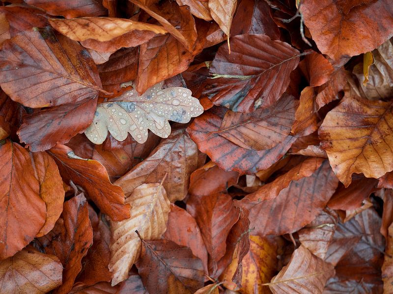 Feuilles d'automne par Horst Husheer