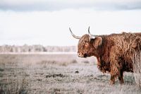 Scottish Highlander
