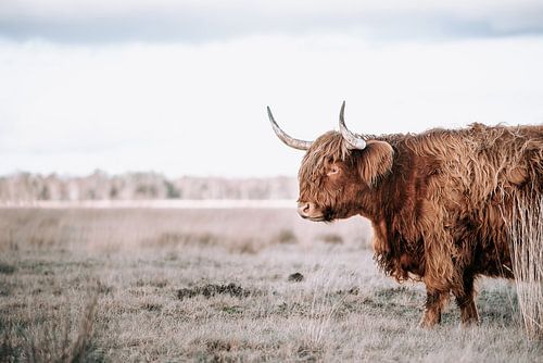 Scottish Highlander