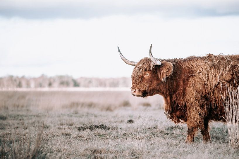 Scottish Highlander by Jantine Prins