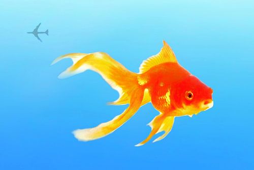 The sky is the limit popart(goudvis met jumbo 747)