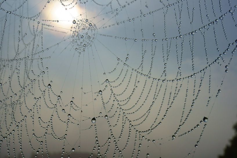 Web by Michel van Kooten