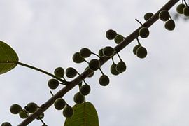 A Quiet Line in the Air by Piret Victoria Ribas Art & Photography