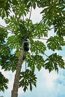 Mangobaum
