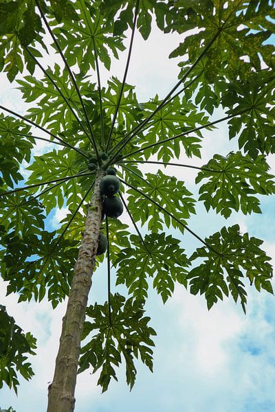 Mango tree by Julie Van De Velde
