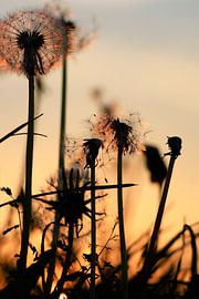 Pissenlits, soirée de printemps