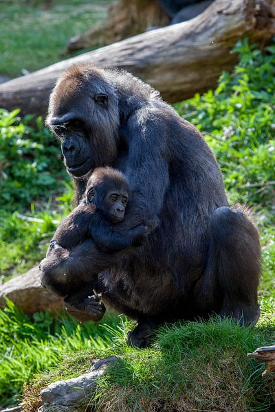 Gorillas, Mutter mit Baby von Joost Adriaanse