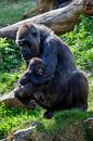 Gorillas, Mutter mit Baby von Joost Adriaanse Miniaturansicht