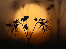 Ikarus blau während der goldenen Stunde