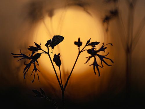 Le bleu d'Icare à l'heure d'or