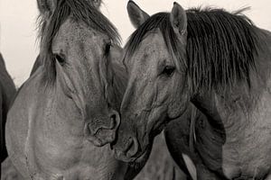 Twee Konikpaarden in de Oostvaardersplassen geportretteerd