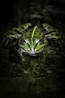 Augenblick - Frosch