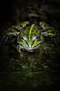 Instant - Grenouille