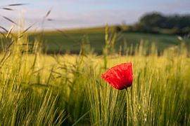 Klatschmohn von Heinz Grates