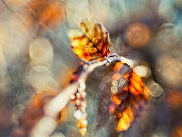 Autumn leaf by Rob Boon