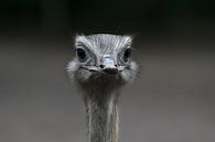 Prachtige close up van een struisvogel die je recht en doordringend aankijkt van Patrick Verhoef thumbnail