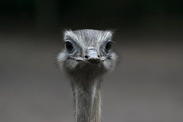 Prachtige close up van een struisvogel die je recht en doordringend aankijkt van Patrick Verhoef