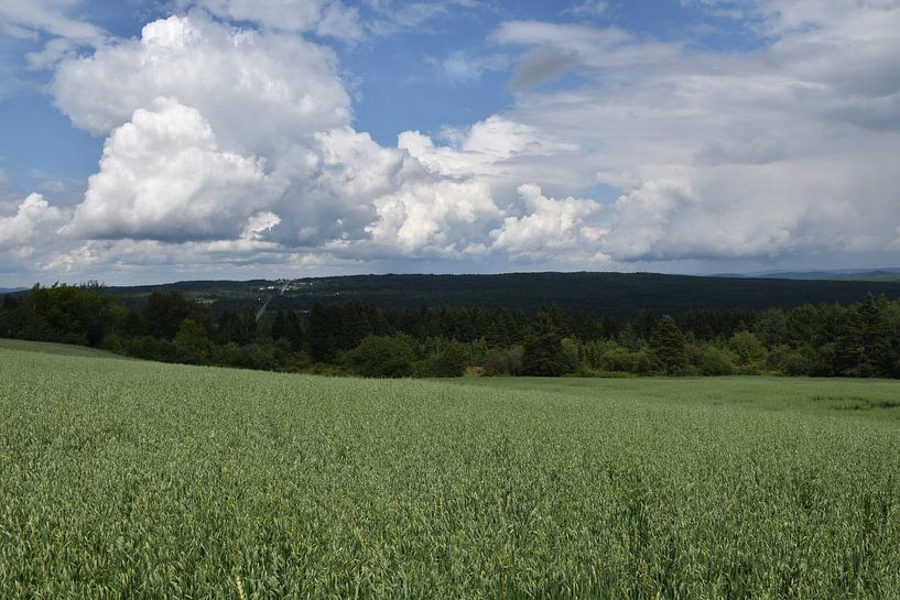 An oat field in summer by Claude Laprise