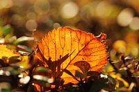 Nahaufnahme eines Herbstblattes im Sonnenlicht
