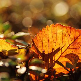 Nahaufnahme eines Herbstblattes im Sonnenlicht von Alyssa van Niekerk
