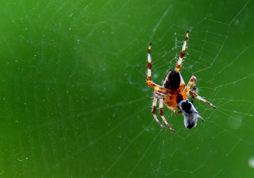 Eine Spinne in ihrem Netz von Claude Laprise