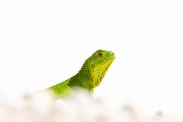 Young iguana by Bas Ronteltap