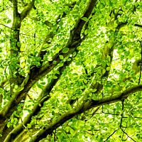 Fresh Beech Leaf Canopy Square
