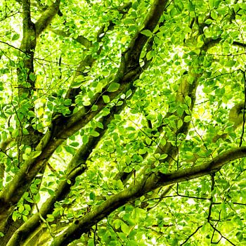 Fresh Beech Leaf Canopy Square