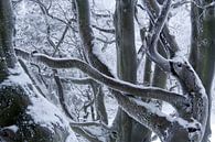 Tiefer Winter mit alten Bäumen in der Rhön von Martin Flechsig Miniaturansicht