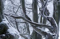 Tiefer Winter mit alten Bäumen in der Rhön