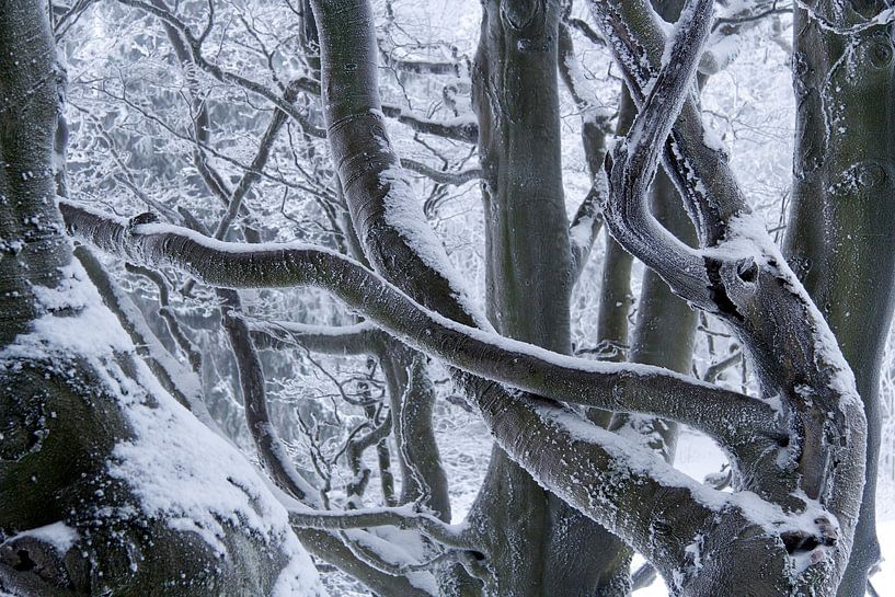 Tiefer Winter mit alten Bäumen in der Rhön von Martin Flechsig