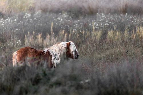 Pony gemengd in zijn landschap
