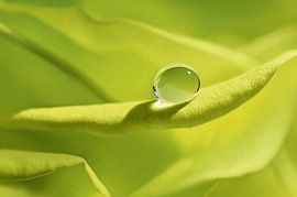 Drop by Violetta Honkisz