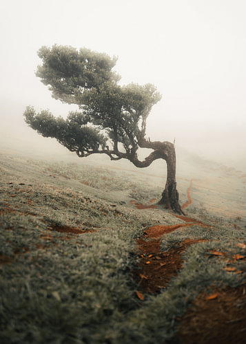 Fanal-Wald auf Madeira