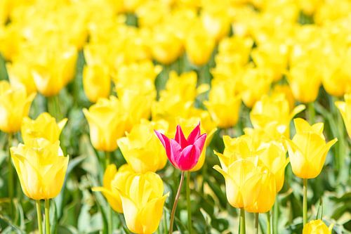 Een roze tulp in een veld van gele tulpen