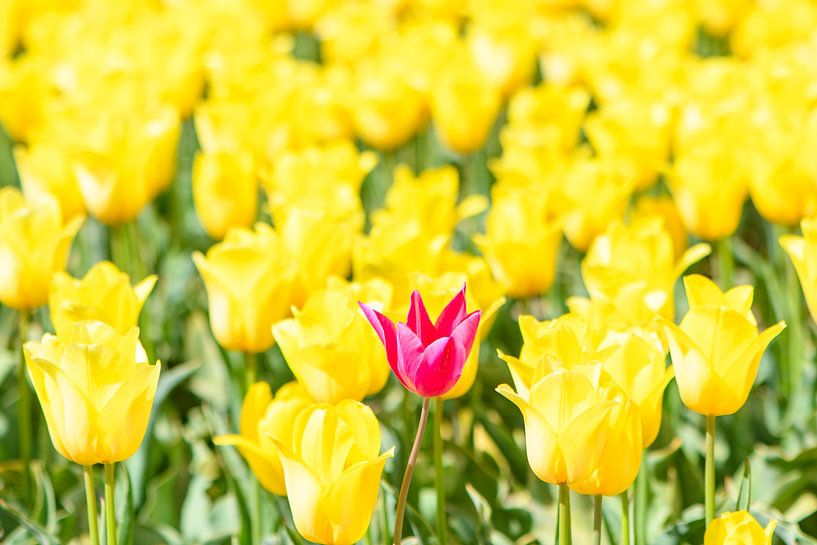 Een roze tulp in een veld van gele tulpen van Sjoerd van der Wal Fotografie
