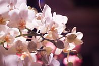 Kleine witte orchidee van Mike Attinger thumbnail