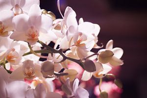 Kleine witte orchidee sur Mike Attinger