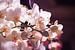 Kleine witte orchidee van Mike Attinger
