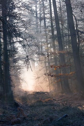 Bevroren bos op de Veluwe