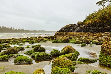 Beach on Vancouver Island by Louise Poortvliet