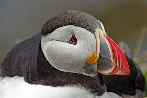 Posing puffin